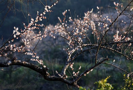 惠州御景峰国家森林公园赏梅花,喝青梅酒品农家菜一天游